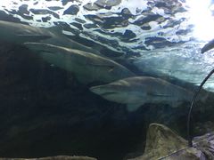 -悉尼海洋生物水族馆
