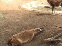 -圣地亚哥动物园