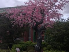 -珠海圆明新园