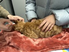 -伟伟宠物医院·CT影像中心·瑞派犬猫综合性门诊(汉口总院)