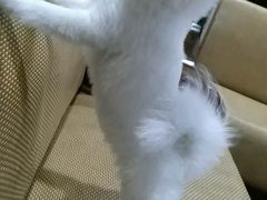-1013 PET SHOP 宠物商店(近铁城市广场店)