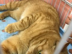 店里养的橘猫-酷狗靓猫宠物·洗护·美容·寄养(航北路店)
