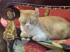 -猫色咖啡·猫咖