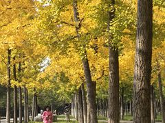 -汉长安城未央宫国家考古遗址公园