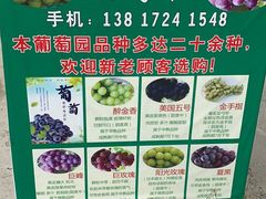 -马陆小张葡萄园农家乐