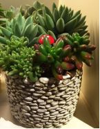 -花言草语(灵山路店)