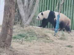 -武汉动物园