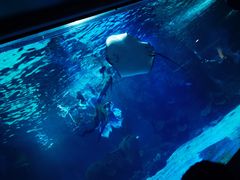 -石家庄海洋公园