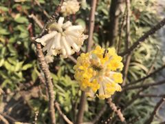 -田园东方蜜桃村的田野营地