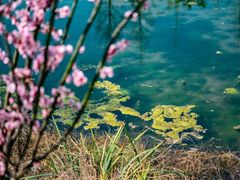 -三垟湿地