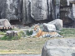-上海野生动物园