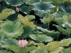 -梁鸿国家湿地公园