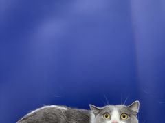 -爱洗澡的猫(天河路店)