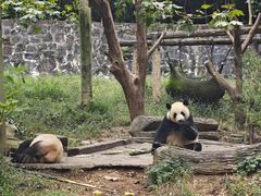 -都江堰中华大熊猫苑