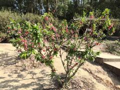 -南国桃园旅游度假区