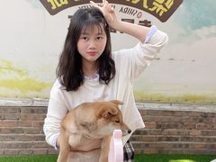 -柴犬高等学院·狗咖·柴犬售卖·宠物训练