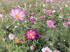 -渔娘蟹庄(阳澄湖莲花岛店)