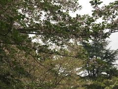 -武汉大学-樱园