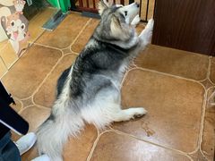 -李小姐の猫咖啡馆(五角场店)