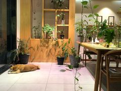 -柴务处·柴犬主题狗咖