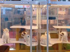 -翊宠yipet猫狗购宠庄园犬舍•猫舍