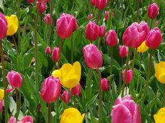 -石家庄市植物园