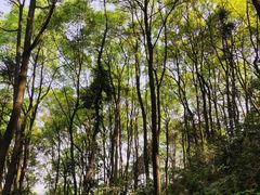 -南山植物园