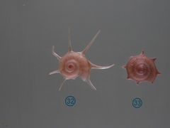 -青岛贝壳博物馆