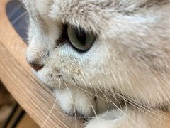 -泰国佛·塔罗·泰牌狐仙古曼