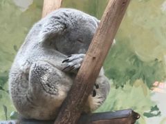 -广州长隆野生动物世界