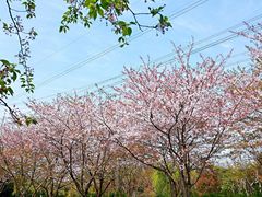-高东镇樱花园