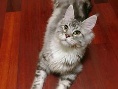 -momokira米努特·德文卷毛猫·棉花面纱犬