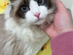 -凯特喵百思猫专科医院