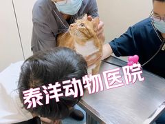 -泰洋动物医院·神经专科·磁共振·CT(天河公园总院)