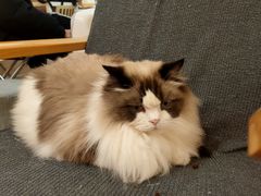 -滚猫咖啡·猫咖·猫友好撸猫(未来城店)