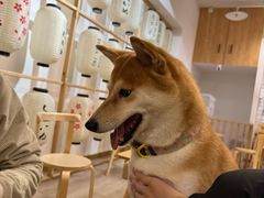 -柴迷FANS CLUB·柴犬狗咖·猫咖