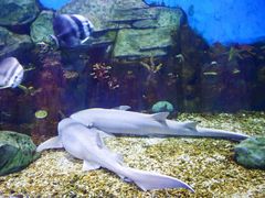 -顺德南宏海立方海洋公园