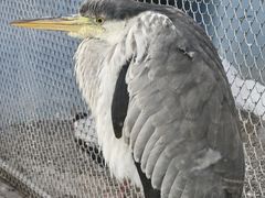 -青藏高原野生动物园