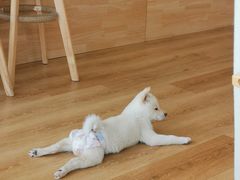 -柴犬小屋·柴餐厅·狗咖食堂(金鼎广场店)