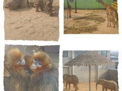 -西霞口神雕山野生动物世界