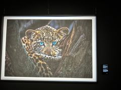 -罗红摄影艺术馆