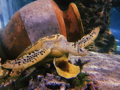 -太平洋海底世界