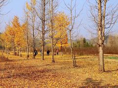 -千年银杏谷文化旅游区