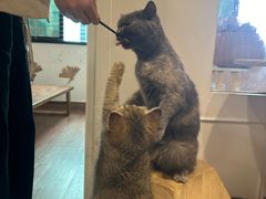 -楼上猫咖(罗湖店)
