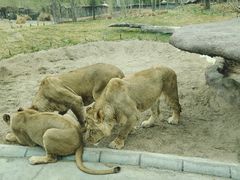 -北京野生动物园