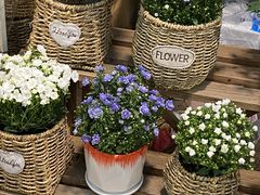 -双季花艺园艺市场(浦东店)