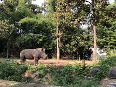 -清迈夜间动物园