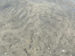 -红树林天天赶海