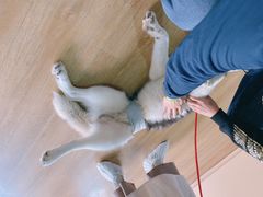 -Husky Go! 哈士奇体验馆·宠物咖啡厅狗咖