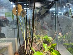 -上海大自然野生昆虫馆(东方明珠·爬宠昆虫探索中心)